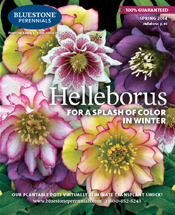 Bluestone Perennials 2013 Catalog