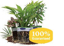 Biodegradable Coco Pots