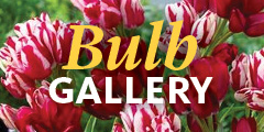 Bluestone Perennials Bulbs