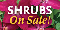 Bluestone Perennial Shrub Specials