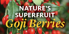 Bluestone Perennial Goji Berry Bushes