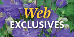Bluestone Perennial Web Exclusives