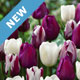 New Bulbs