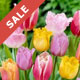 Bulbs on Sale