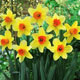 Online Bulbs