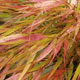 All Grasses