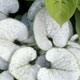 All Groundcovers