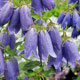 All Perennials
