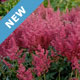 New Perennials