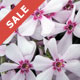 Perennials on Sale