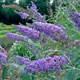 Staff Shrub Picks