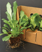 Biodegradable plant pots