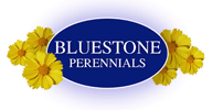 Bluestone Perennials