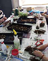 Dividing Astilbes