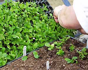 Shifting Seedlings
