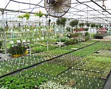 Propagating House in Early Winter