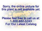 THYMUS Magic Carpet