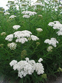Sparkling white Milfoil. A white accent all summer.
