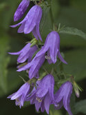 LADYBELLS. Purple blue nodding flowers