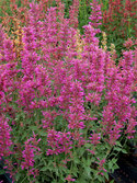 Large rose purple flowers
