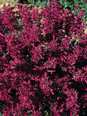 Blanketed with deep pink/purple flowers from summer into fall.