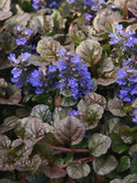 Deep dark textured foliage. Groundcover