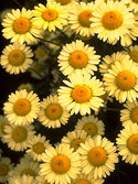 Pale yellow daisy, long blooming.