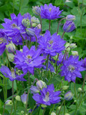 Strong new series of rich blue double flower.