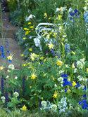 Fragrant yellow flowers on long graceful spurs.