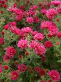 Warm red-pink. Stately plants with masses of flowers