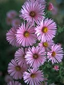 New England Aster. Robust pink bloomer