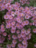 Shorter. Pink quilled flowers. Long flowering