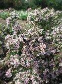 Dark mahogany foliage showcases hundreds of mini flowers