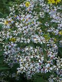A native Aster. Striking violet flowers in fall.