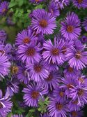 Compact and free flowering. A stunning deep purple