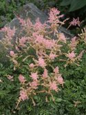 Dwarf rose pink
