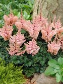 Ultra dwarf with crinkled foliage. White.