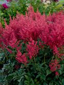 Beautiful plumes of magenta red.