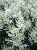 Fluffy plumes of white blushed with pink.