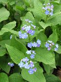 SPRING FORGET-ME-NOT. Sky-blue flowers.