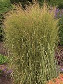 Attractive seed heads appear in early summer.