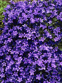 Deer resistant, blooms all summer, nodding purple blue cups