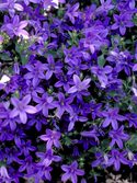 Light blue. Half-trailing, prostrate plant.