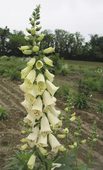 Truly perennial yellow spikes