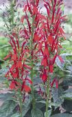 CARDINAL FLOWER,  An easy wildflower that needs moisture