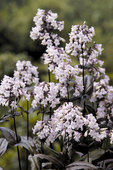 Deep purple silver foliage, a real complement to any garden.