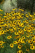 Golden yellow flowers late summer through the fall.
