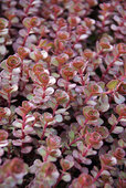 Year round deep red leaves