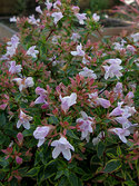 Would make a perfect foundation plant.
