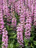 Largest pink flowers over mahogany tinted leaves.